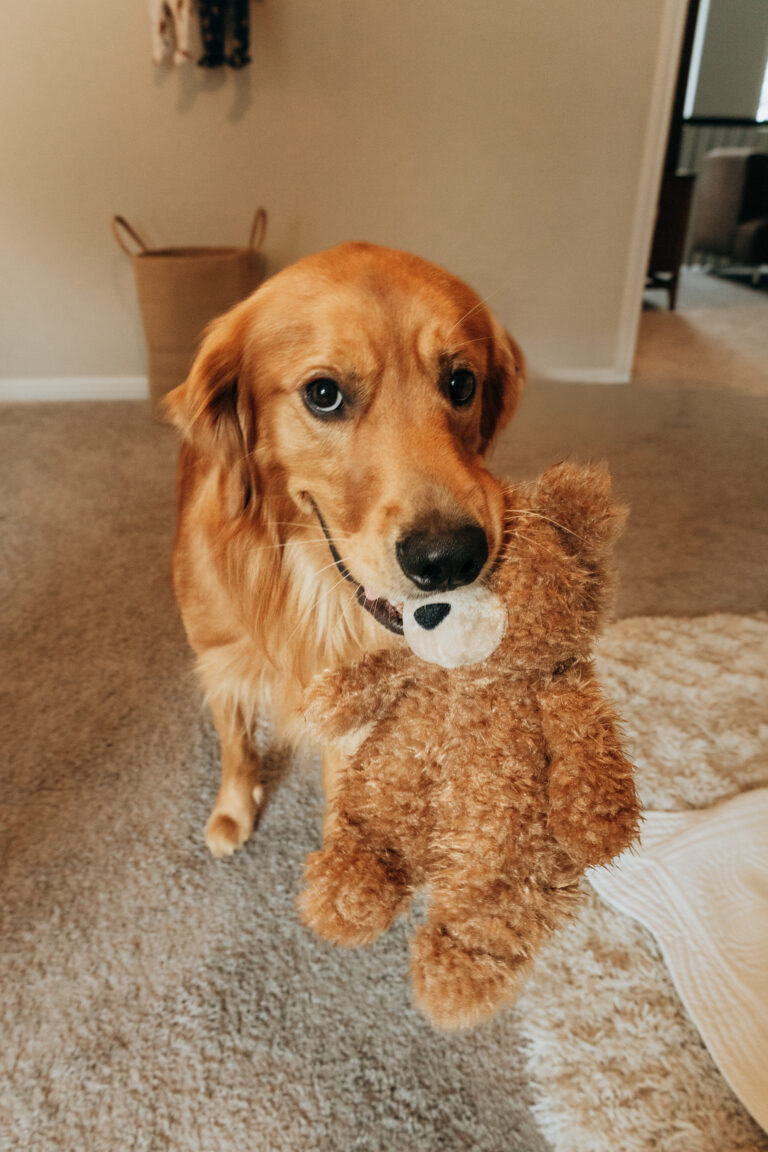 Dog holding baby bear
